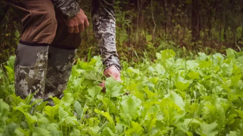 Food Plot